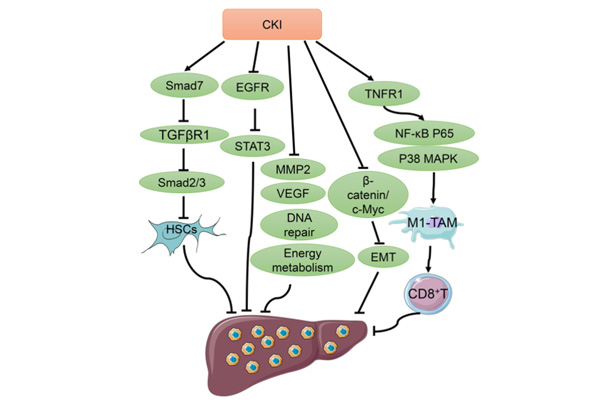 ¸´·½¿à²Î×¢ÉäÒºÒ½Öθΰ© ¸´·½¿à²Î×¢ÉäÒºÒ½Öθΰ©