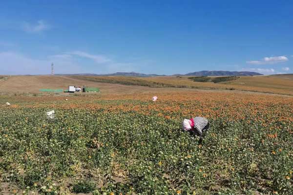 н®ºì»¨ÖÖÖ²»ùµØ н®ºì»¨ÖÖÖ²»ùµØ